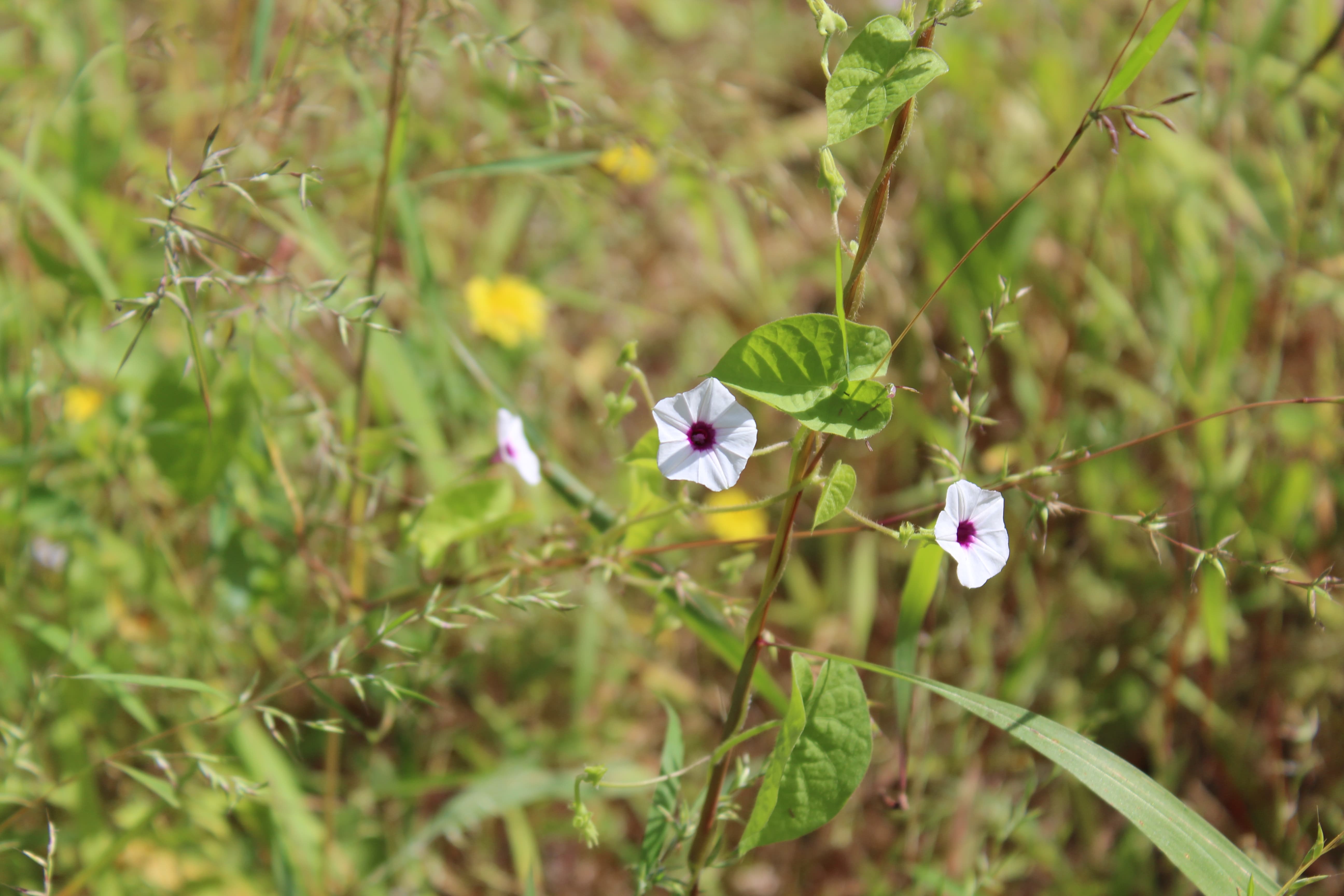 Plant Image